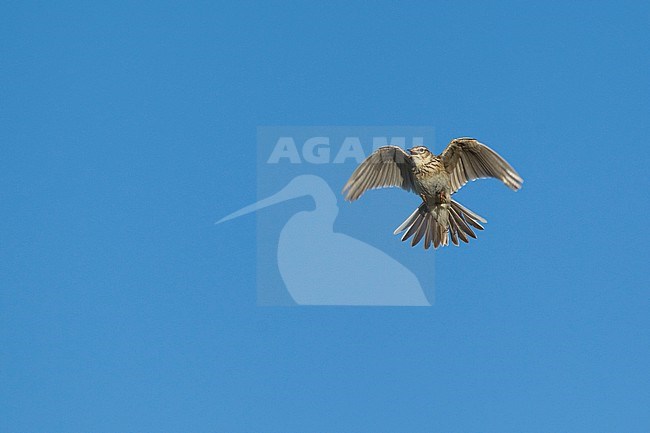 Singing Eurasian Skylark (Alauda arvensis) in the blue sky stock-image by Agami/Mathias Putze,
