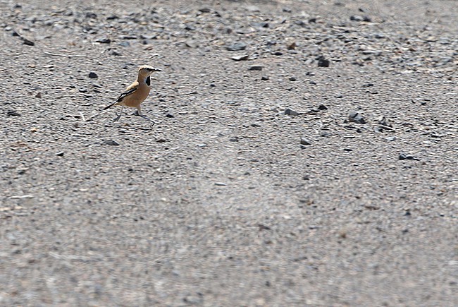 Iranian ground jay (Podoces pleskei) or Pleske's ground jay, in desert of Iran. Known as Zaghbur in Persian stock-image by Agami/James Eaton,