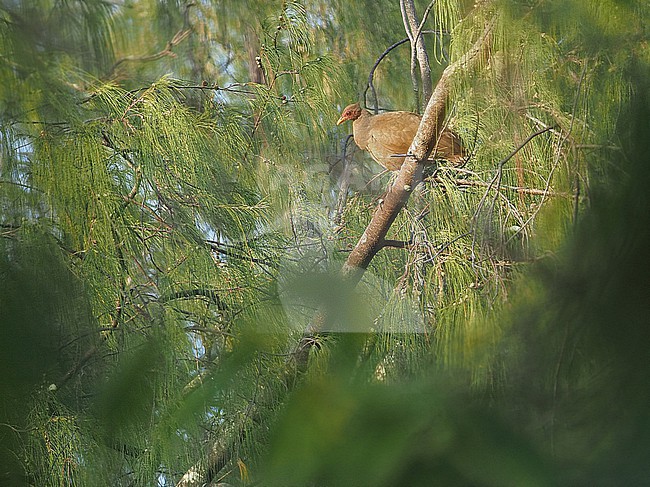Tanimbar megapode (Megapodius tenimberensis)  in the Banda Sea, Indonesia. Also known as Tanimbar scrubfowl. stock-image by Agami/James Eaton,