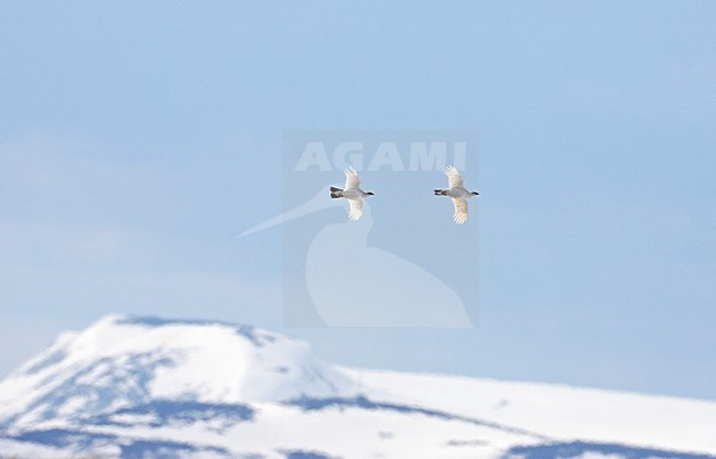 Alpensneeuwhoen in vlucht; Rock Ptarmigan in flight stock-image by Agami/Markus Varesvuo,