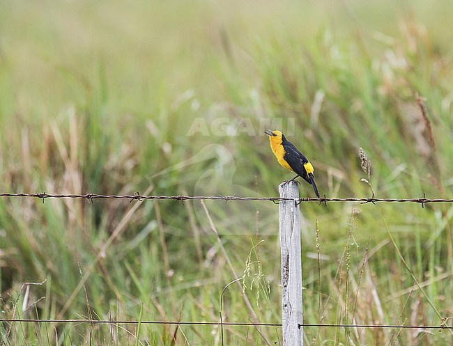 Saffron-cowled Blackbird (Xanthopsar flavus) perched on a pole of a fench. It is threatened by habitat loss. stock-image by Agami/Pete Morris,