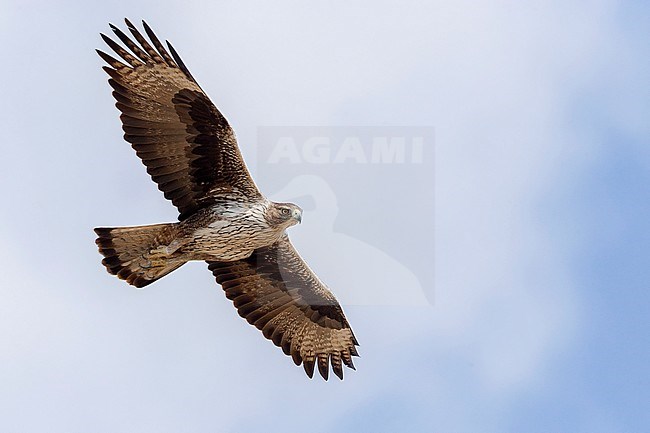 Bonelli's Eagle, Adult in flight, Tawi Atayr, Dhofar, Oman (Aquila fasciata) stock-image by Agami/Saverio Gatto,