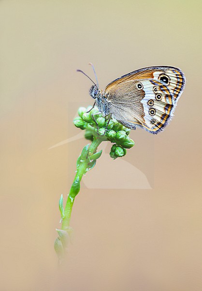Dusky Heath, Coenonympha dorus stock-image by Agami/Wil Leurs,