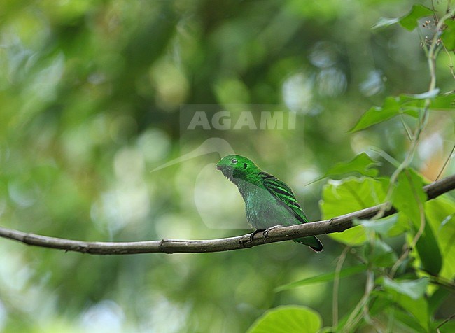Green Broadbill (Calyptomena viridis) perched on a branch in tropical lowland broadleaved evergreen forest in Myanmar. stock-image by Agami/James Eaton,