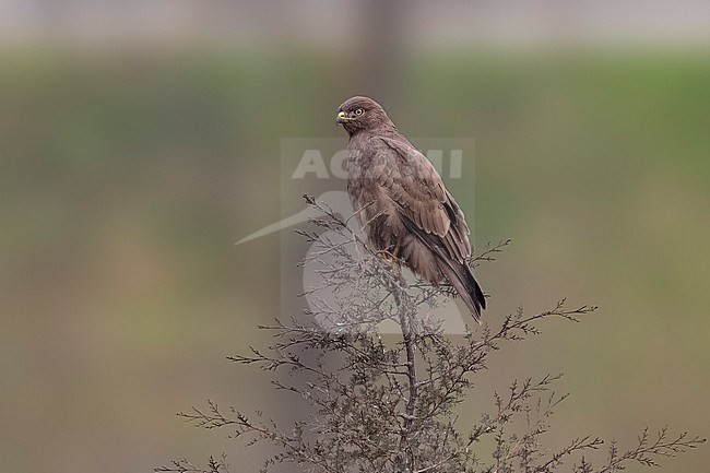 Dark morph Ménétriés Buzzard (Buteo buteo menetriesi) perched on a tree in Stansilya Masali, Azerbaijan. stock-image by Agami/Vincent Legrand,