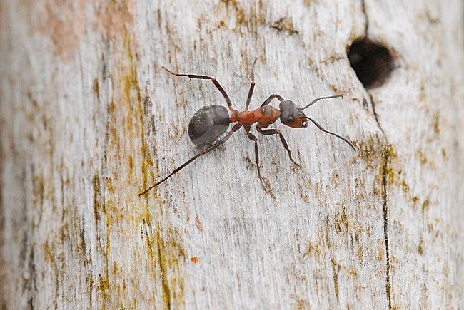 Formica rufa, red wood ant stock-image by Agami/Casper Zuijderduijn,