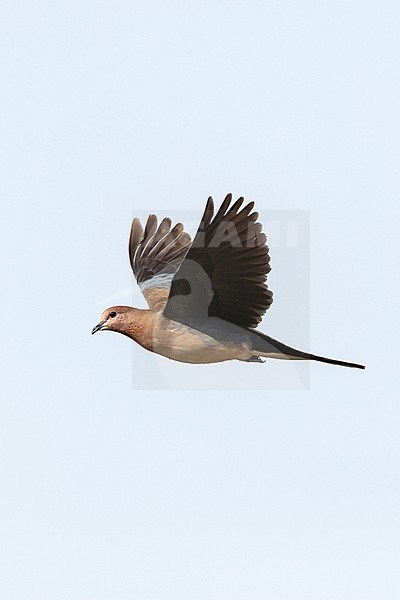 Laughing Dove (Streptopelia senegalensis) in Israel. stock-image by Agami/Marc Guyt,