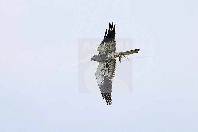 Montagu's Harrier (Circus pygargus) flying with a lizard in its talons, Austria stock-image by Agami/Tomas Grim,