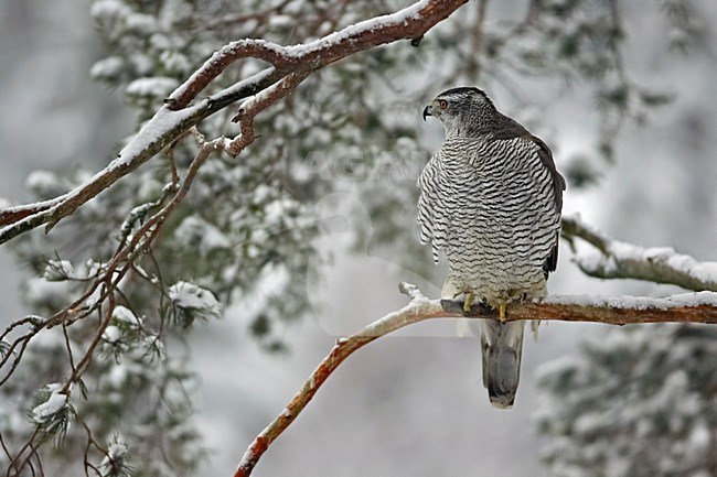 Havik in winters landschap; Northern Goshawk in winter setting stock-image by Agami/Markus Varesvuo,