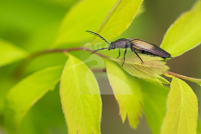 Ctenicera cuprea - Kupferfarbener Kammhorn-Schnellkäfer, Russia (Baikal), imago stock-image by Agami/Ralph Martin,