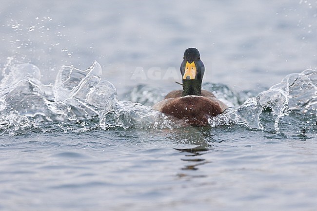 Adult male Mallard (Anas platyrhynchos platyrhynchos) in Germany. stock-image by Agami/Ralph Martin,