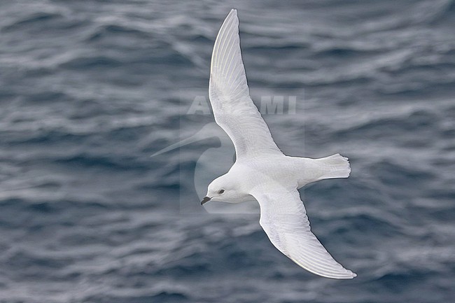 Snow Petrel (Pagodroma nivea) in flight on South Georgia. stock-image by Agami/Pete Morris,