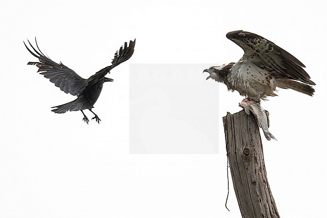 Osprey harassed by a crow stock-image by Agami/Han Bouwmeester,