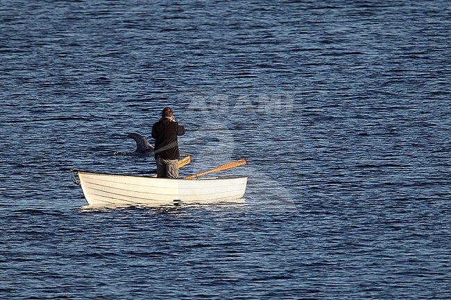 Gramper, Risso's Dolphin, Grampus griseus stock-image by Agami/Hugh Harrop,