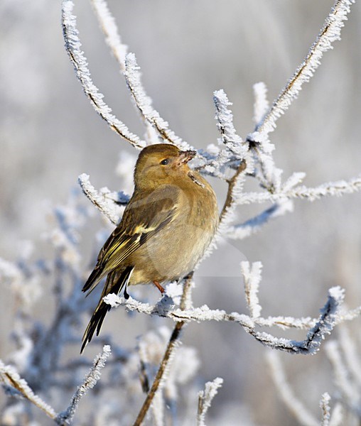 Vrouwtje Vink in de winter; Female Common Chaffinch in winter stock-image by Agami/Hans Gebuis,