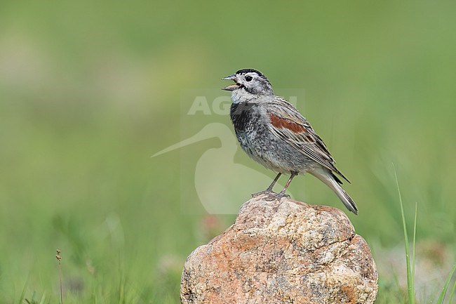 Adult male
Weld Co., CO
June 2023 stock-image by Agami/Brian E Small,