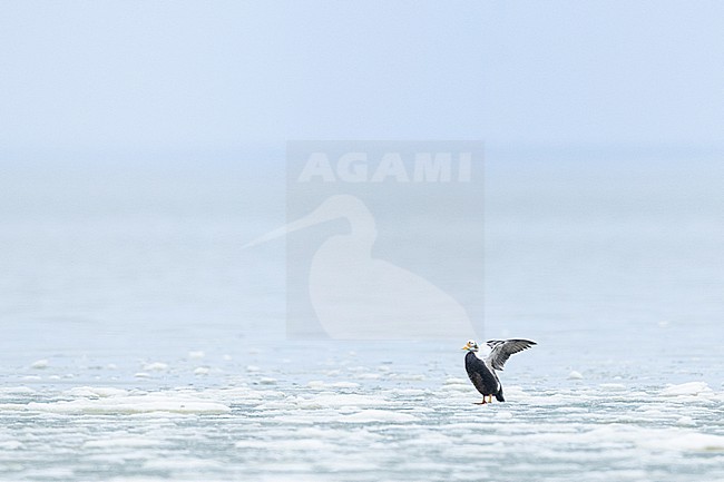 Brileider, Spectacled Eider, Somateria fischeri stock-image by Agami/Menno van Duijn,