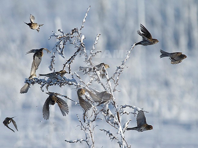 A flock of Mealy Redpoll, Acanthis flammea taking off in panic from a snow-covered tiny tree in arctic Finland. stock-image by Agami/Markku Rantala,