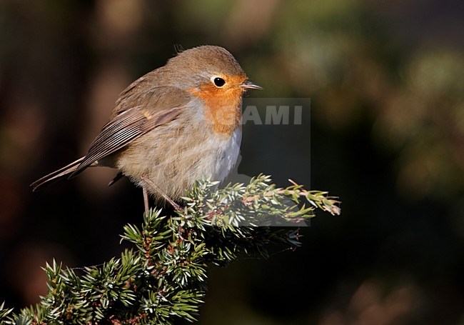 Roodborst zittend op een tak; European Robin perched on branch stock-image by Agami/Markus Varesvuo,