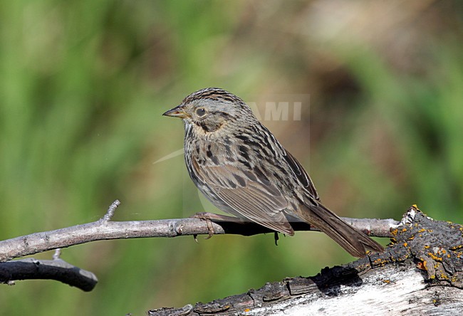 Lincolns Gors zittend op tak, Lincoln's Sparrow perched on a branch stock-image by Agami/Pete Morris,