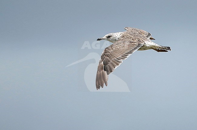 Second calendar year Lesser Black-backed Gull (Larus fuscus) in flight in the Netherlands during summer along the Ducth coast. stock-image by Agami/Fred Visscher,