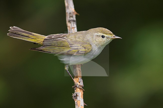 Western Bonelli's Warbler (Phylloscopus bonelli) adult perched on a twig stock-image by Agami/Daniele Occhiato,