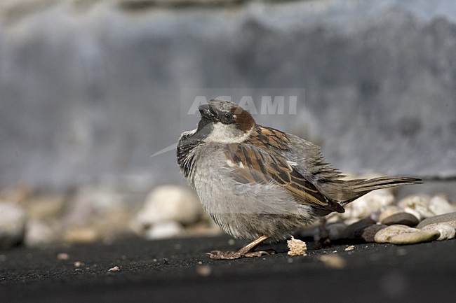 House Sparrow; Huismus stock-image by Agami/Marc Guyt,