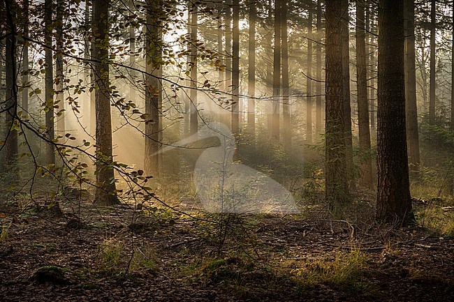 Zonnestralen in Stakenberg; Sunrays at Stakenberg stock-image by Agami/Eric Tempelaars,