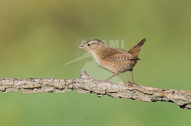 Winter Wren, Winterkoning stock-image by Agami/Alain Ghignone,