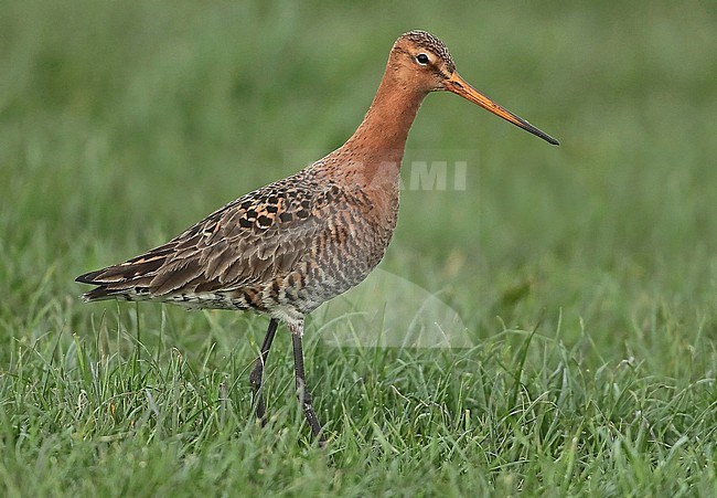 Black-tailed Godwit (Limosa limosa) adult male standing in the green grass, seen from the side. stock-image by Agami/Fred Visscher,