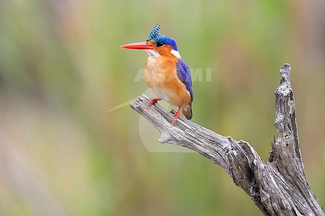 Malachite Kingfisher (Corythornis cristatus), adult with erected tuft perched on an old branch, Mpumalanga, South Africa stock-image by Agami/Saverio Gatto,
