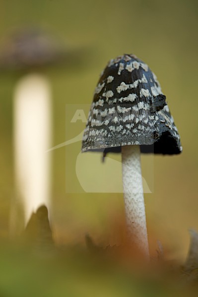 Spechtinktzwam, Magpie Fungus stock-image by Agami/Rob de Jong,