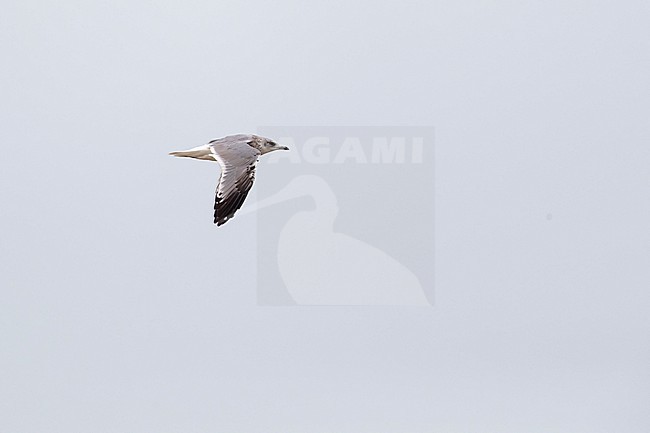 A second year Common Gull (Larus canus heinei) in Dornod, Mongolia stock-image by Agami/Mathias Putze,