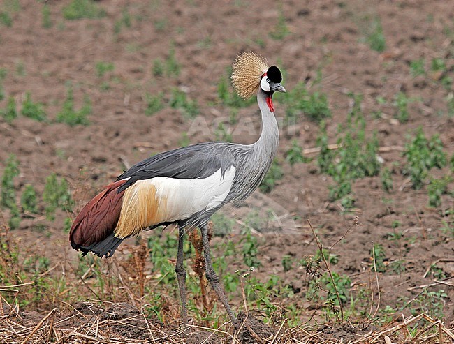 Grey crowned crane (Balearica regulorum gibbericeps) in Uganda. This is a beautiful species of crane with a head that has a crown of stiff golden feathers. stock-image by Agami/Pete Morris,