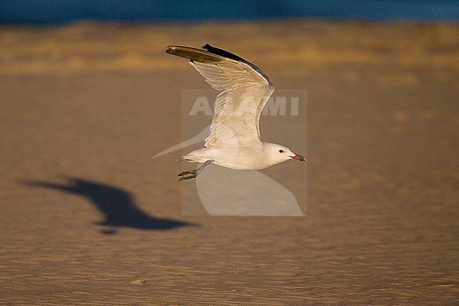  stock-image by Agami/Marc Guyt,