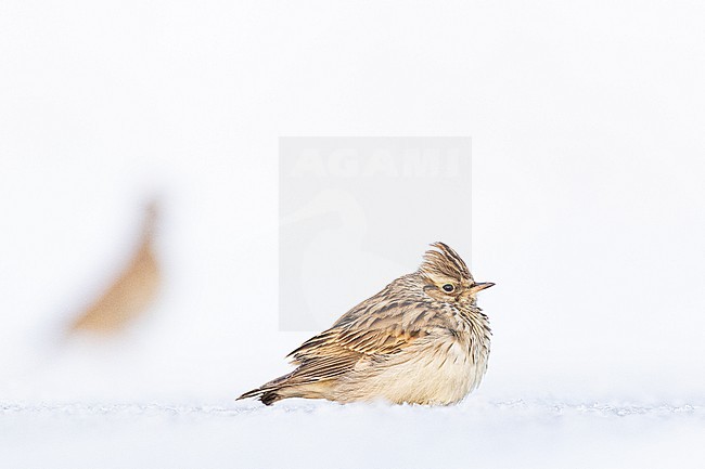 Boomleeuwerik, Wood Lark, Lullula arborea stock-image by Agami/Menno van Duijn,