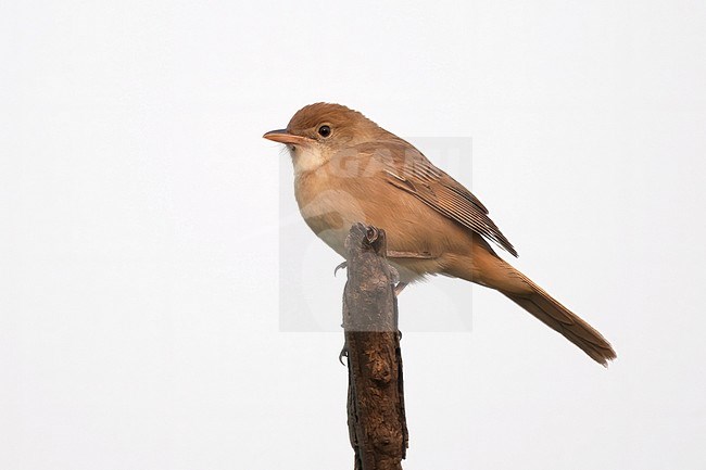 Thick-billed Warbler (Iduna aedon rufescens), side view of an adult bird perched on a log stock-image by Agami/Kari Eischer,