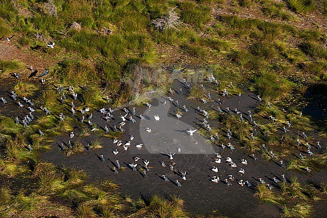 An aerial view of flocks of great white pelicans, Pelecanus onocrotalus, and marabou storks, Leptoptilos crumeniferus. Okavango Delta, Botswana. stock-image by Agami/Sergio Pitamitz,