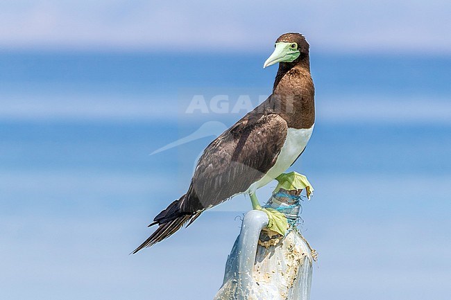 Adult Brown Booby perched on a pole in middle of Red Sea, Egypt. July 2013. stock-image by Agami/Vincent Legrand,