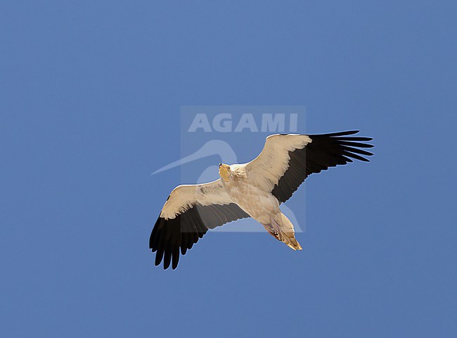 Egyptian vulture (Neophron percnopterus) adult in flight stock-image by Agami/Roy de Haas,