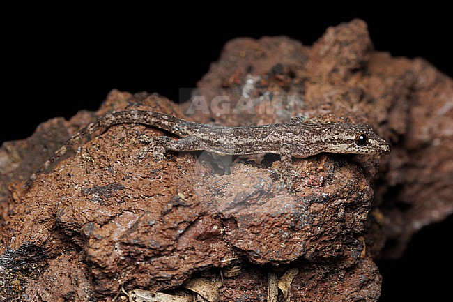 Asian House Gecko (Hemidactylus frenatus) taken the 31/10/2025 at San Cristóbal - Galapagos. stock-image by Agami/Nicolas Bastide,