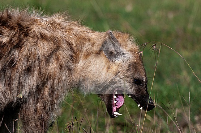 A spotted hyena, Crocuta crocuta, yawning. Masai Mara National Reserve, Kenya. stock-image by Agami/Sergio Pitamitz,