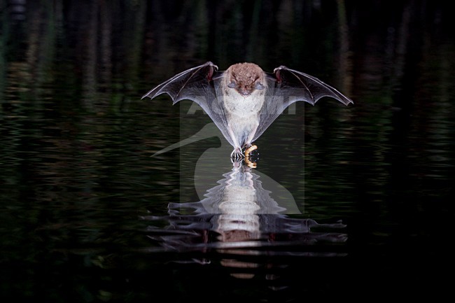 Watervleermuis jagend boven water; Daubentons bat hunting near water stock-image by Agami/Theo Douma,