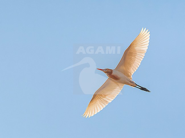 Eastern Cattle Egret (Bubulcus coromandus) flying over Happy Island, China stock-image by Agami/Marc Guyt,
