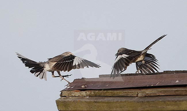Northern Mockingbird, Mimus polyglottos, at Florida, USA stock-image by Agami/Helge Sorensen,