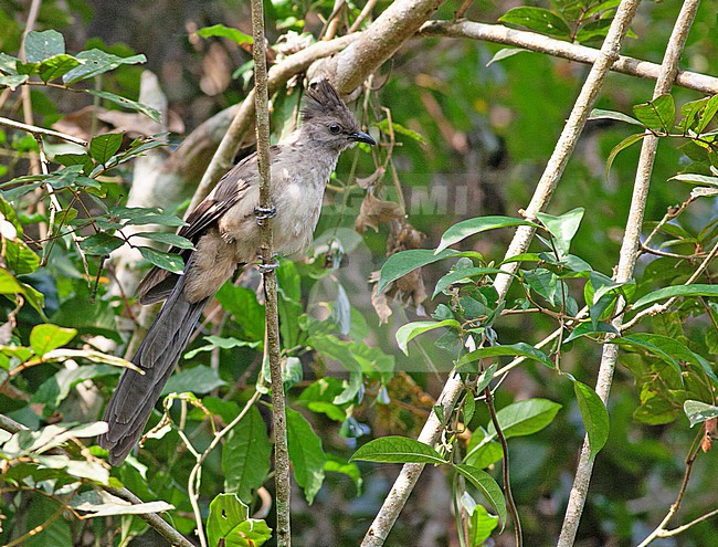 Juvenile Levaillant's cuckoo (Clamator levaillantii) in Sierra Leone. stock-image by Agami/David Monticelli,