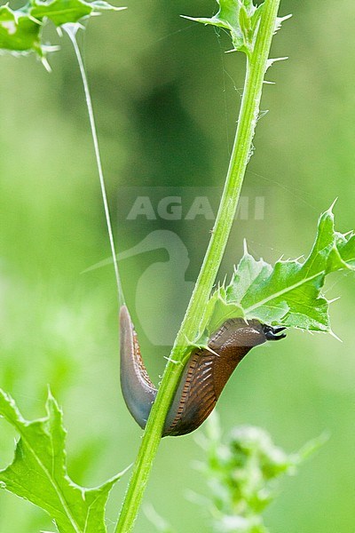 Slug (Gastropoda) foraging on Thistle (Carduus) in summer stock-image by Agami/Caroline Piek,