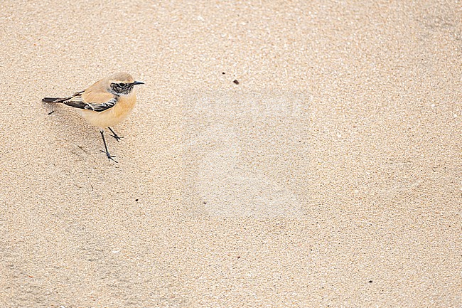  stock-image by Agami/Menno van Duijn,