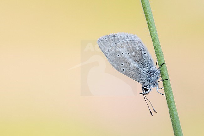 Silvery Argus, Aricia nicias stock-image by Agami/Wil Leurs,