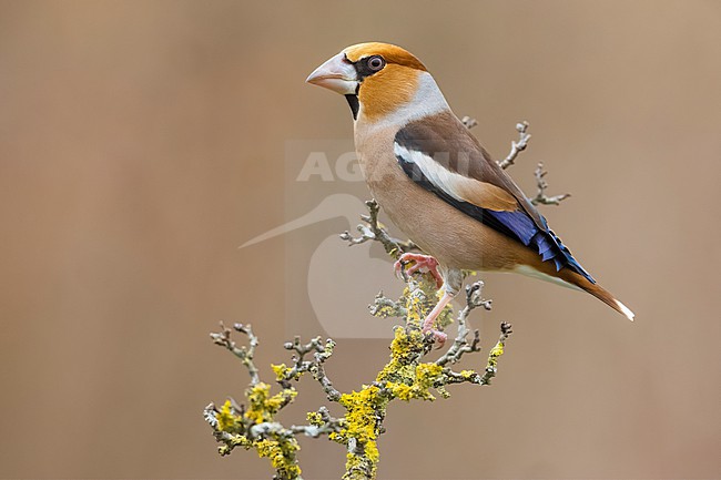 Adult male Hawfinch, Coccothraustes coccothraustes, in Italy. stock-image by Agami/Daniele Occhiato,